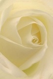 Peering deep into the luminous heart of this cream-white rose, you're welcomed into a world of softness and light, beautifully shaped by a Kingston Vale florist's experienced hands. The petals layer themselves in tender, spiraling succession, their matte, silky texture almost visible to the touch, while diffused daylight enhances the bloom's gentle ivory and pearlescent highlights. Soft shadows curl between each fold, lending the rose an intimate depth and peaceful energy, reminiscent of early mornings along Kingston Hill or by the quiet green spaces of Robin Hood Way. This flower borrows the dignity and purity of its setting, perfectly fit for moments of sympathy, admiration, or new beginnings within the Kingston Vale community. The nearly transparent outermost petals, arranged with meticulous care, seem poised to reveal a story of both vulnerability and enduring hope. A faint, reassuring scent drifts from the bloom, speaking of freshness and serenity-an experience crafted for special occasions and everyday comfort, made ever more meaningful by local Kingston Vale floristry.